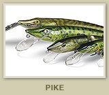 Pike