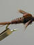 Pheasant Tail Goldhead