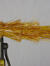 MT X Flash (Goldie)