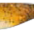 Kopyto 5" Laminat (12,5cm) 121