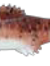 Clonay 4 (7,5cm) L108 OBS! 3-pack