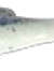 Super Rybka Shad 3" (7,5cm) 026 OBS! 3-pack